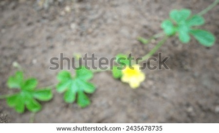 The blurry photo of bitter melon stemps plant spread along the ground. Illustration of vein plant. 