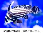 Blurry photo of a Spotted drum spotted ribbonfish in blue background in a blue sea aquarium