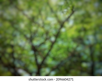 Blurry Photo Of Tree Background On The Side Of The Road In Indonesia
