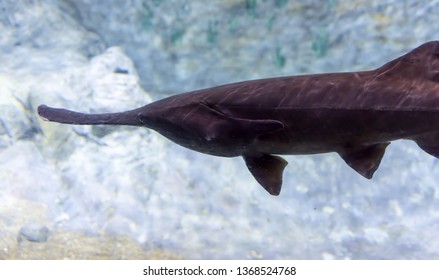 Blurry Photo Of A Wounded Black Aligator Gar In A  Aquarium. Chinese Paddlefish