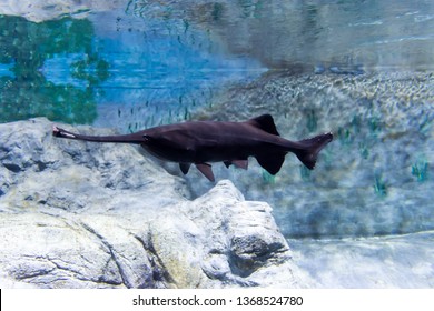 Blurry Photo Of A Wounded Black Aligator Gar In A Clear Aquarium