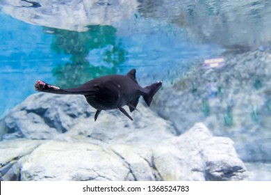 Blurry Photo Of A Wounded Black Aligator Gar In A Clear Aquarium