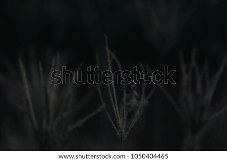 blurry picture, flower grass in the field, night view. 