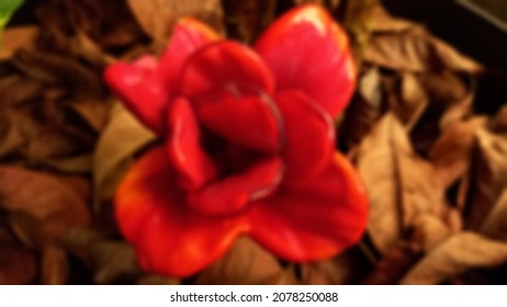 Blurry Portrait Of A Big Red Flower In The Garden