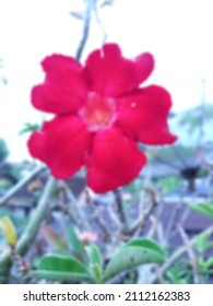Blurry Portrait Of Flowers In The Morning