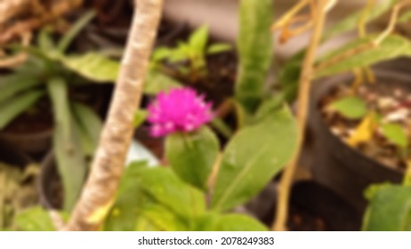 Blurry Portrait Of A Knob Flower In The Garden