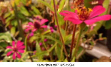 Blurry Portrait Of The Pink Flowers In The Garden