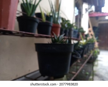 Blurry Portrait Of Plants In Yard