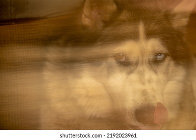 Blurry Portrait Of Siberian Husky