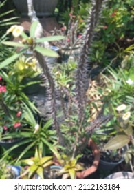 Blurry Portrait Of Spiky Plant