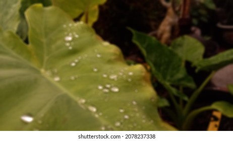 Blurry Portrait Of Taro Leaves In The Garden