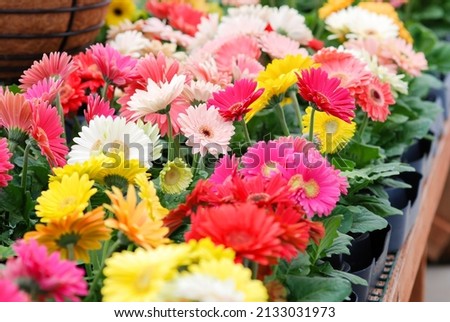 Blurry Red Yellow colour Gerbera daisy. Gerbera plant in pot on the table. Full bloom.