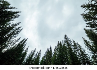 Blurry Silhouettes Of Fir Tops On Cloudy Sky Background. Atmospheric Minimal Forest Scenery In Blur. Tops Of Green Conifer Trees Against Gray Sky. Nature Abstract Backdrop With Firs. Mystery Landscape