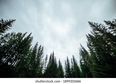 Blurry Silhouettes Of Fir Tops On Cloudy Sky Background. Atmospheric Minimal Forest Scenery In Blur. Tops Of Green Conifer Trees Against Gray Sky. Nature Abstract Backdrop With Firs. Mystery Landscape