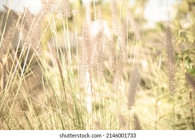 Blurry Tall Grass Landscape Background With Golden Sunlight.