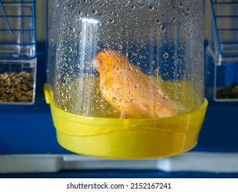 Blurry View. Bird Bath. Orange Canary Washes In A Bird Bath In Its Cage. Breeding Songbirds At Home.