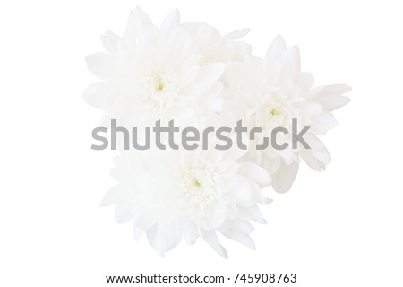 Blurry white flower, Close up petal of white Chrysanthemum flower or three white flower isolated use for web design and flower background