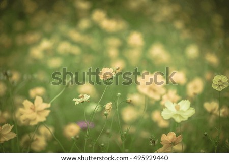 Blury Fresh yellow flower background