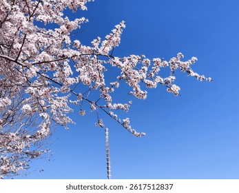 The blusky and a tree blooming during the spring season