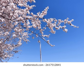 The blusky and a tree blooming during the spring season