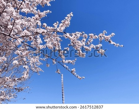 The blusky and a tree blooming during the spring season