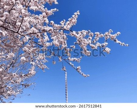 The blusky and a tree blooming during the spring season