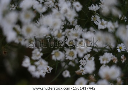 Similar – Image, Stock Photo #A0# Wildflowers