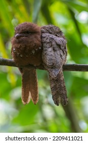 Blyth's Frogmouth Is A Species Of Bird In The Family Podargidae. It Lives In The Tropical And Subtropical Moist Broadleaf Forests Of Brunei, Cambodia, Indonesia, Laos, Malaysia, Myanmar, Thailand.