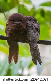 Blyth's Frogmouth Is A Species Of Bird In The Family Podargidae. It Lives In The Tropical And Subtropical Moist Broadleaf Forests Of Brunei, Cambodia, Indonesia, Laos, Malaysia, Myanmar, Thailand.