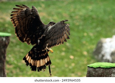 Blyth's Hawk-Eagle or Nisaetus alboniger. Medium-sized birds of prey in mountain forests have small crests that are not visible when flying, but can be erected when perched. - Powered by Shutterstock