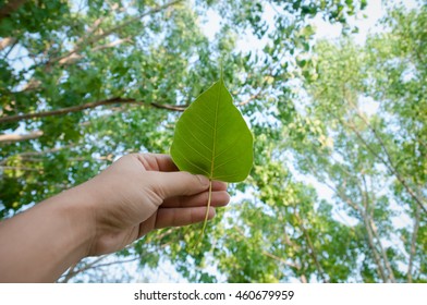 Bo leaf