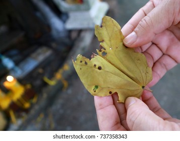 Bo leaf