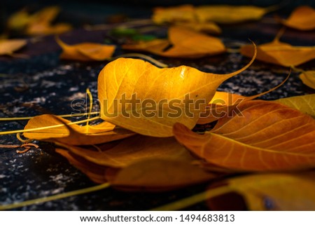 Similar – Herbstblätter Baum