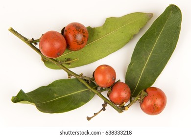 Bo Tree, Sacred Fig Tree, Pipal Tree, Peepul Tree On White Background.