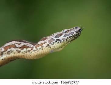 Dumeril’s Boa (Acrantophis Dumerili), A Non-poisonous Snake. Green Nature Background With Copy Space.