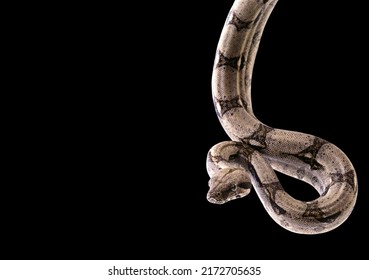 The Boa Constrictor, Also Called The Red Tailed Boa Or The Common Boa Hanging Ready To Snatch, Isolated On Black Background With Clipping Path