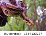 The boa constrictor (Boa constrictor), also called the red-tailed or the common boa on a branch in the middle of the forest. A large snake on a branch in the green of a bright forest.