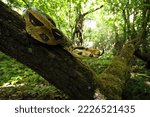 The boa constrictor (Boa constrictor), also called the red-tailed or the common boa on a branch in the middle of the forest. A large snake on a branch in the green of a bright forest.