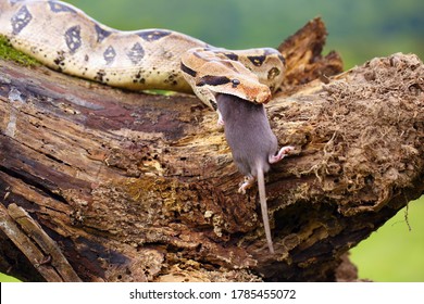 3,052 Boa constrictor head Images, Stock Photos & Vectors | Shutterstock