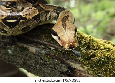The boa constrictor (Boa constrictor), also called the red-tailed boa or the common boa, on the old branche in green forest. Green background.