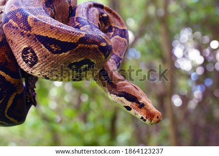 The boa constrictor (Boa constrictor), also called the red-tailed or the common boa on a branch in the middle of the forest. A large snake on a branch in the green of a bright forest.