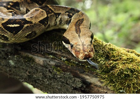 The boa constrictor (Boa constrictor), also called the red-tailed boa or the common boa, on the old branche in green forest. Green background.
