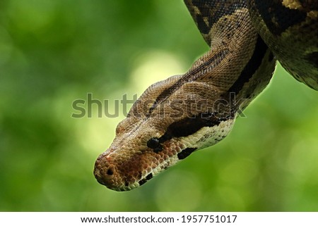 The boa constrictor (Boa constrictor), also called the red-tailed boa or the common boa, portrait on the old branche in green forest. Green background.