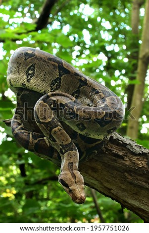 The boa constrictor (Boa constrictor), also called the red-tailed boa or the common boa, on the old branche in green forest. Green background.
