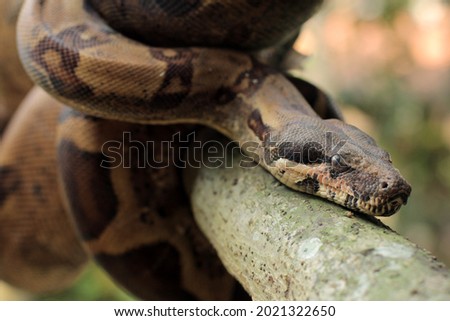 Boa constrictor also called the red-tailed boa or the common boa  is a species of large, non-venomous snake found in tropical South America, as well as some islands in the Caribbean.