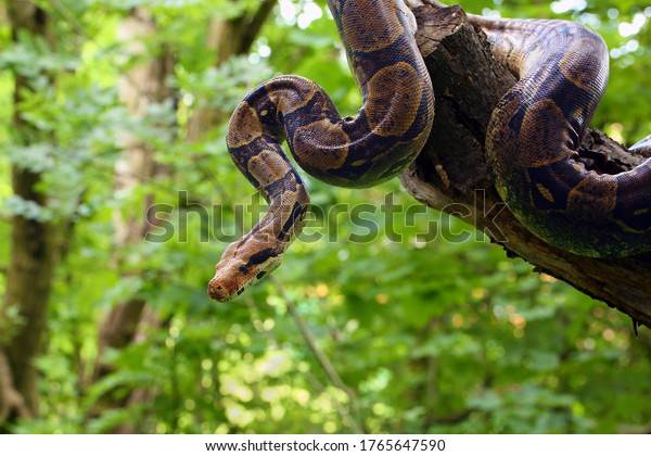 The
boa constrictor (Boa constrictor), also called the red-tailed or
the common boa on a branch in the middle of the forest. A large
snake on a branch in the green of a bright
forest.
