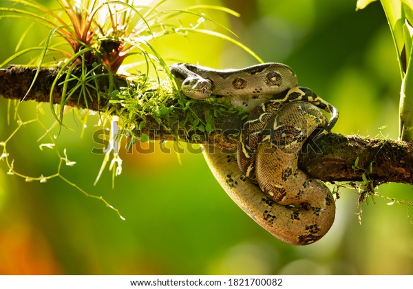 The boa constrictor (Boa constrictor), also
called the red-tailed boa or the common boa, is a species of large,
non-venomous, heavy-bodied snake that is frequently kept and bred
in captivity