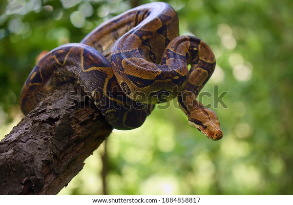 The\
boa constrictor (Boa constrictor), also called the red-tailed or\
the common boa on a branch in the middle of the forest. A large\
snake on a branch in the green of a bright\
forest.