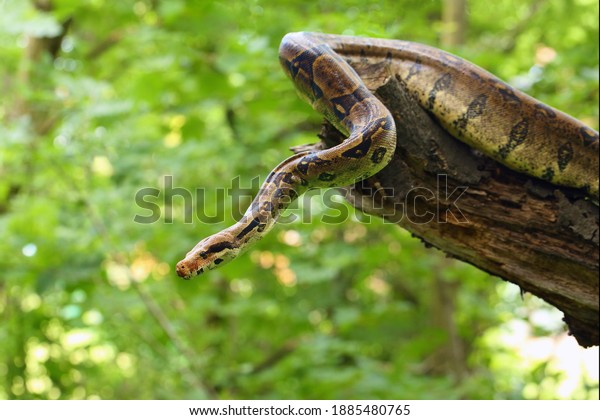 The\
boa constrictor (Boa constrictor), also called the red-tailed or\
the common boa on a branch in the middle of the forest. A large\
snake on a branch in the green of a bright\
forest.