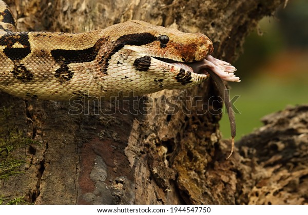 The boa constrictor (Boa constrictor), also
called the red-tailed boa or the common boa, on the old branche
after hunt eating a rat. Brown and green background.n green forest.
Green background.